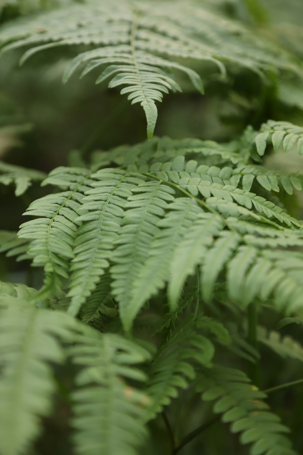 a close up of a green plant with lots of leaves