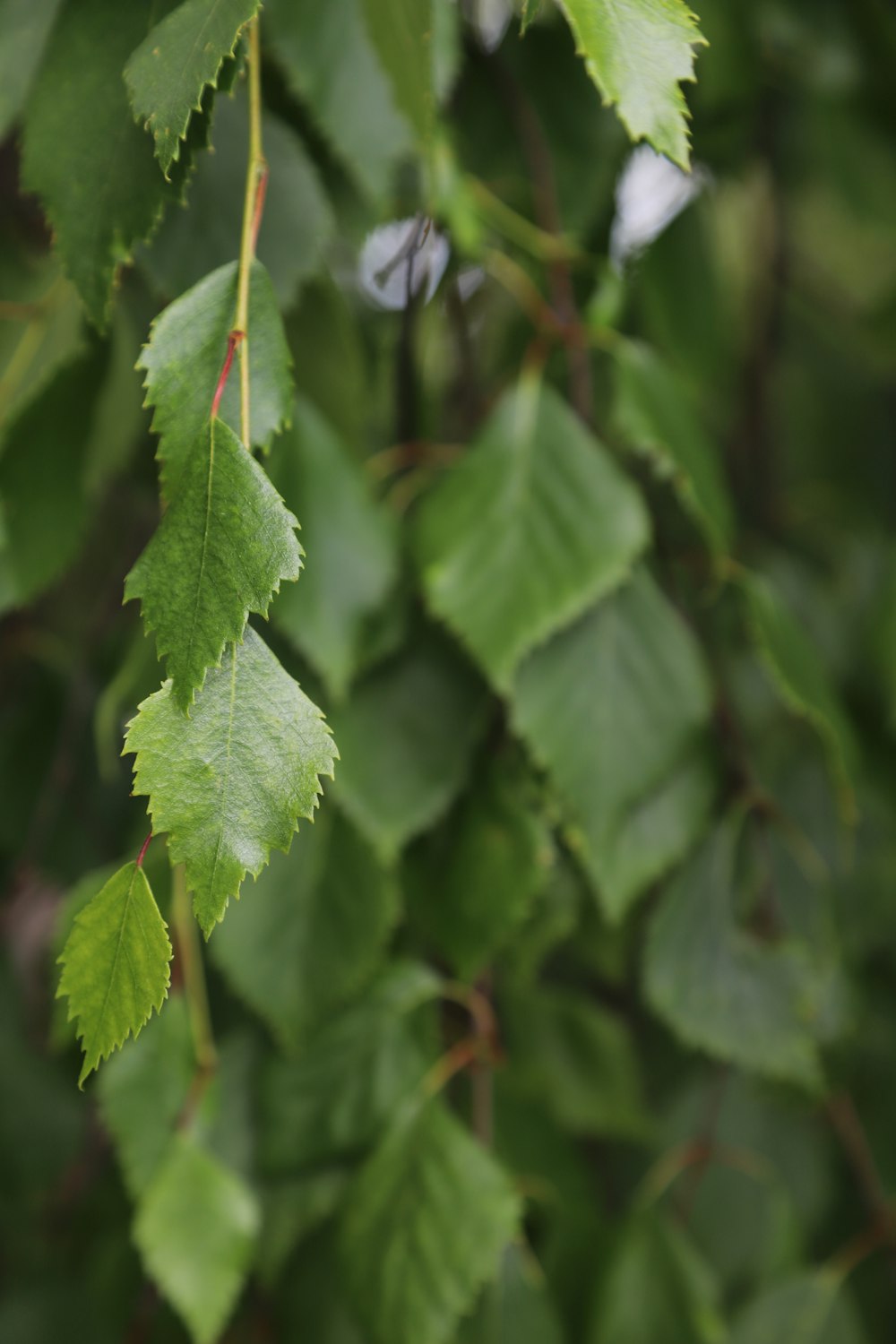 a close up of a green leafy tree