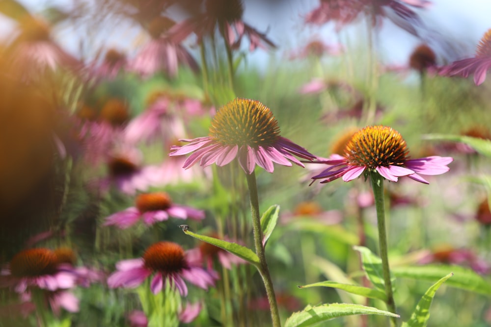 Ein Feld voller lila und gelber Blumen