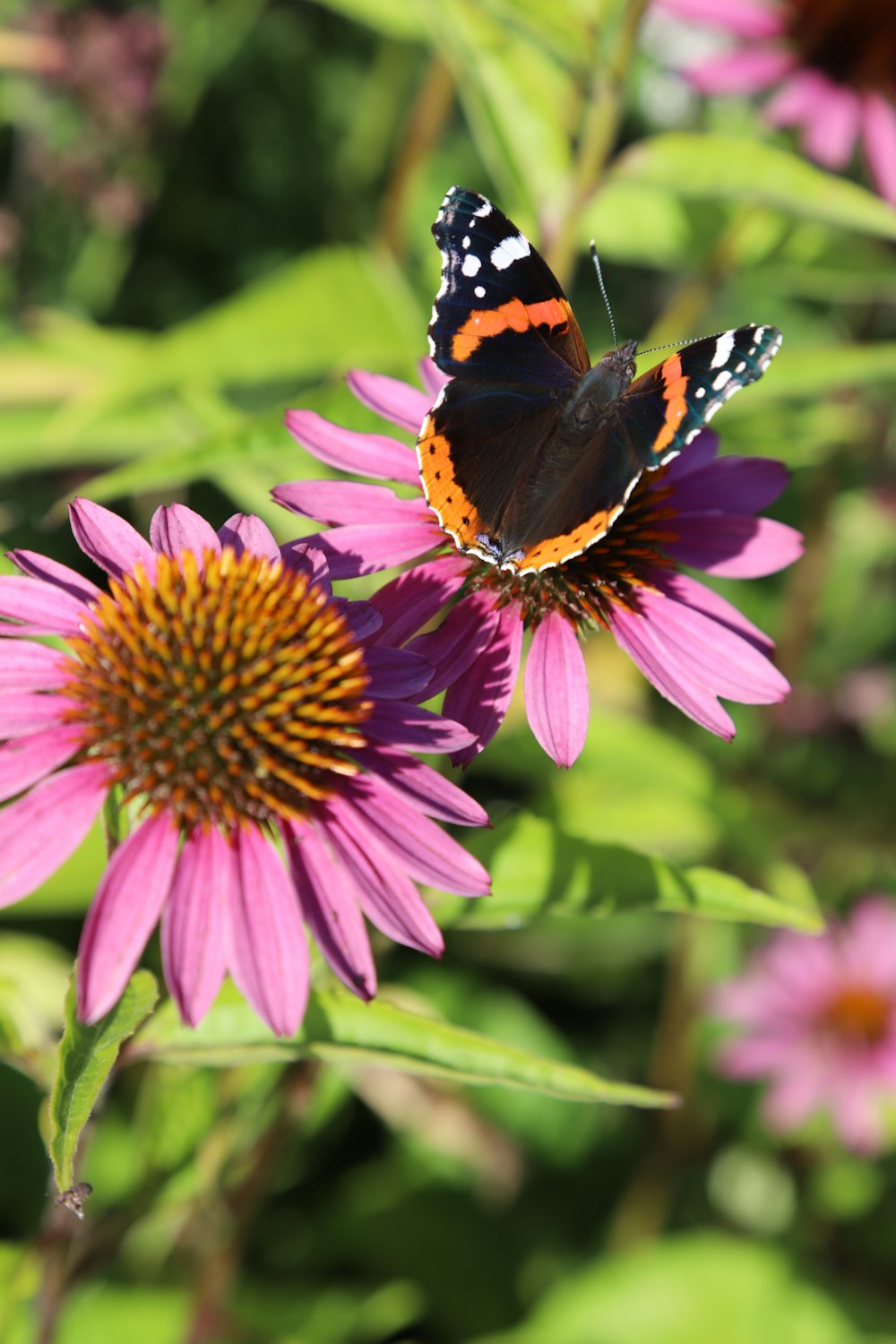 a red and black butterfly on a purple flower