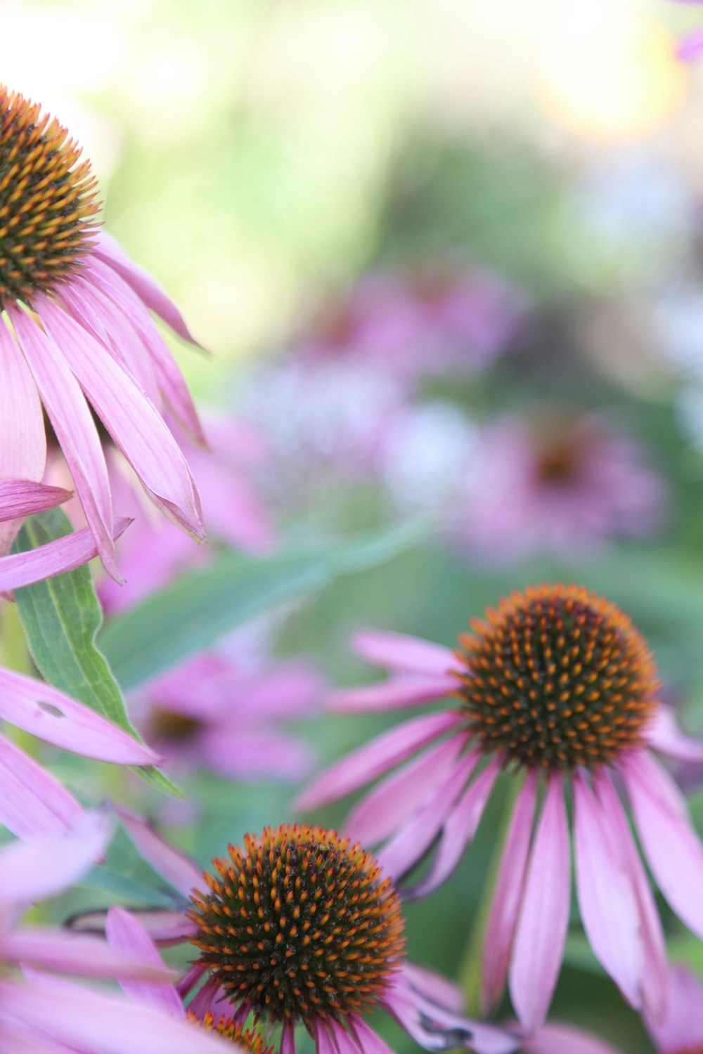 a close up of a bunch of purple flowers