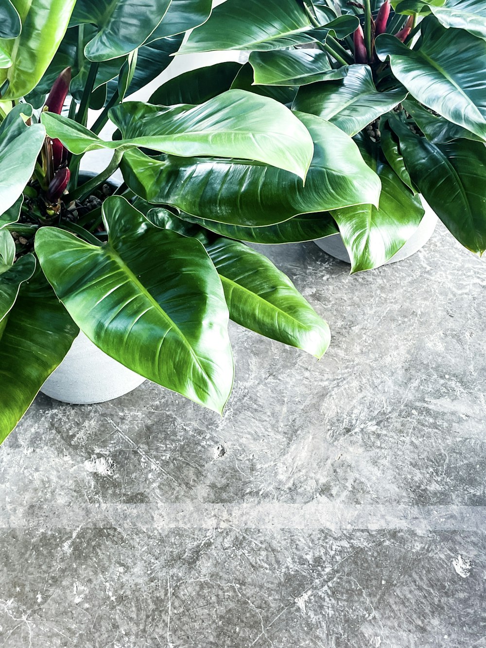 a couple of potted plants sitting on top of a table