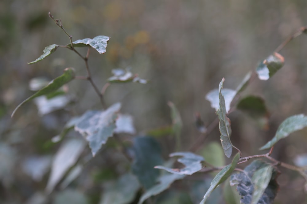 a close up of a plant with leaves