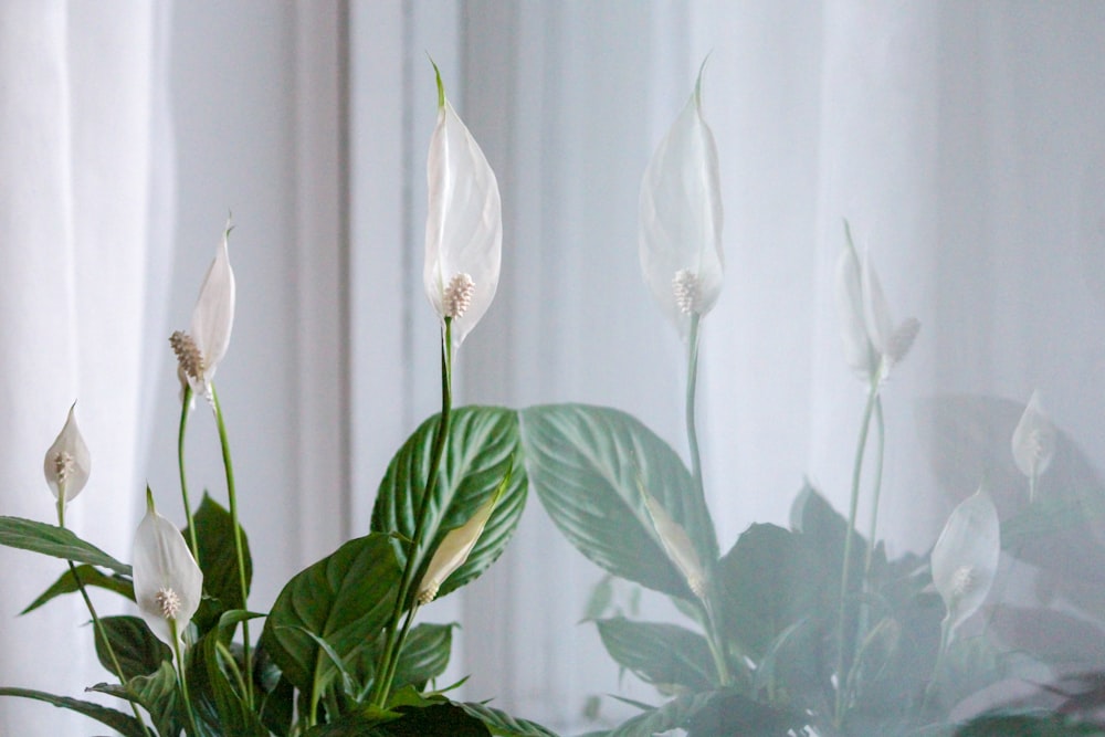 une plante en pot avec des fleurs blanches devant une fenêtre