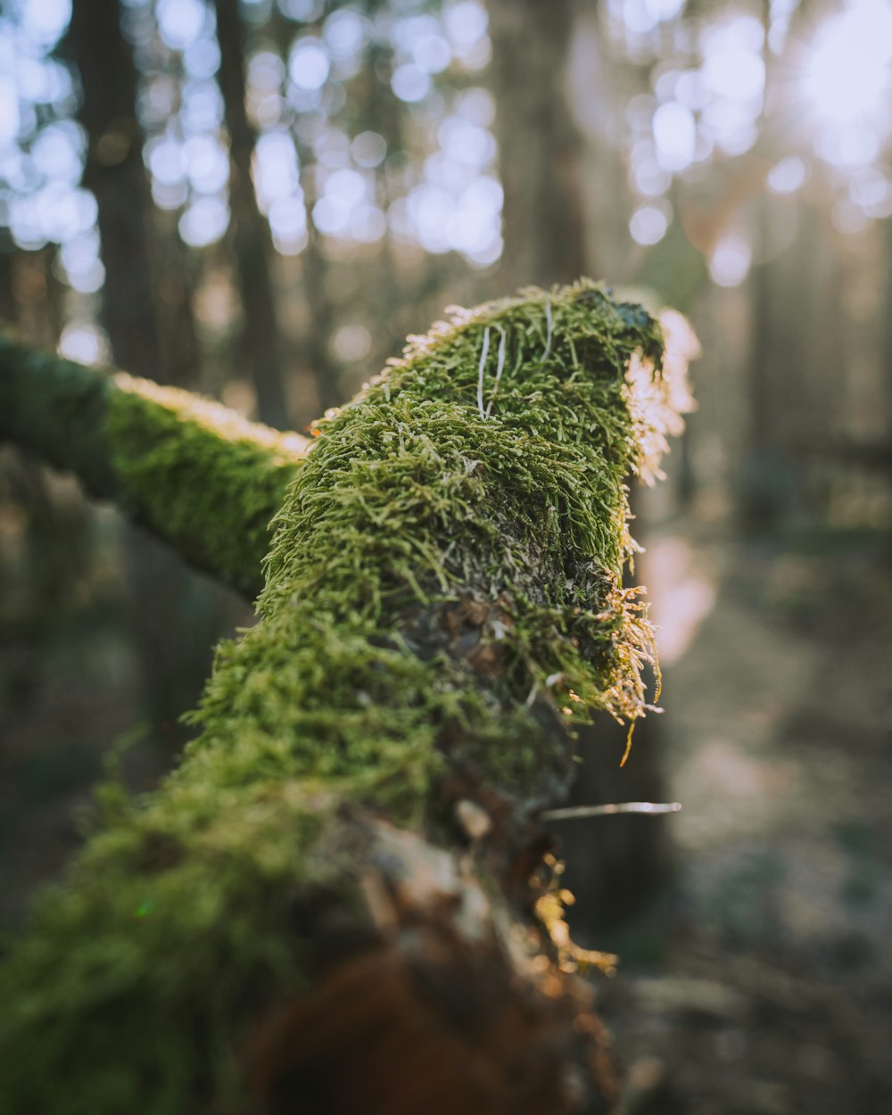 moss growing on a tree trunk in the woods