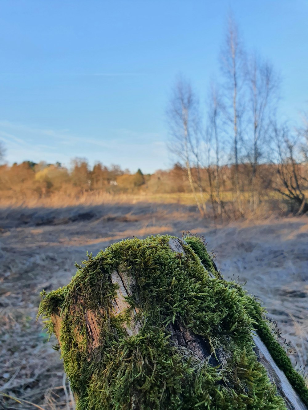 a tree stump covered in moss in a field