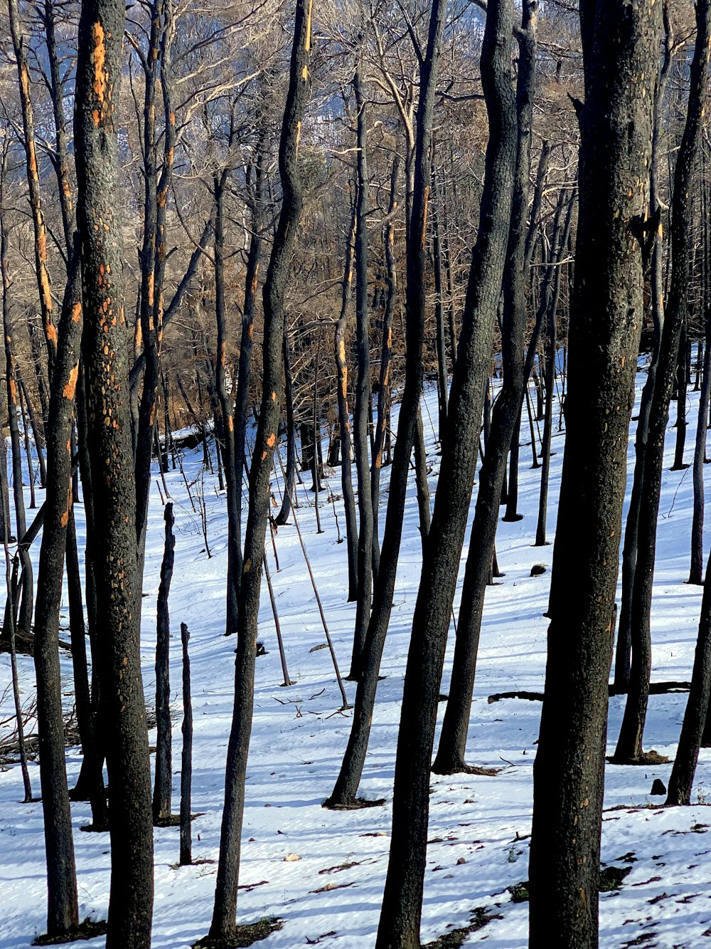 a group of trees that are standing in the snow