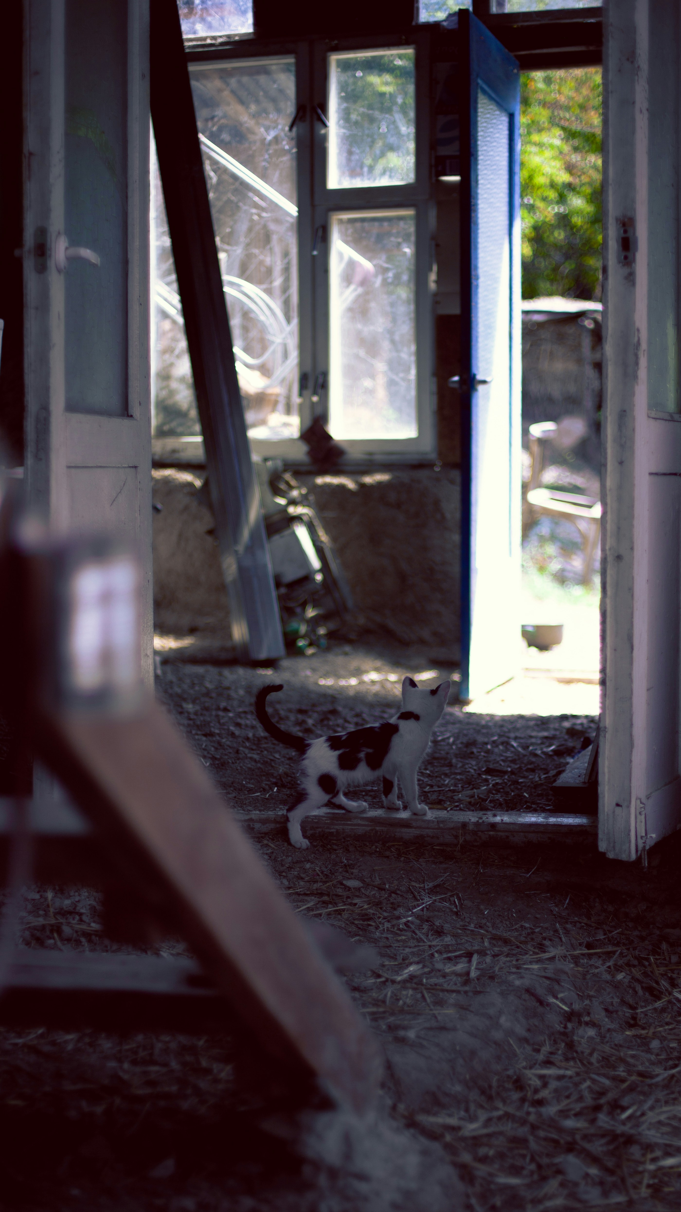 a black and white cat standing in front of a doorway