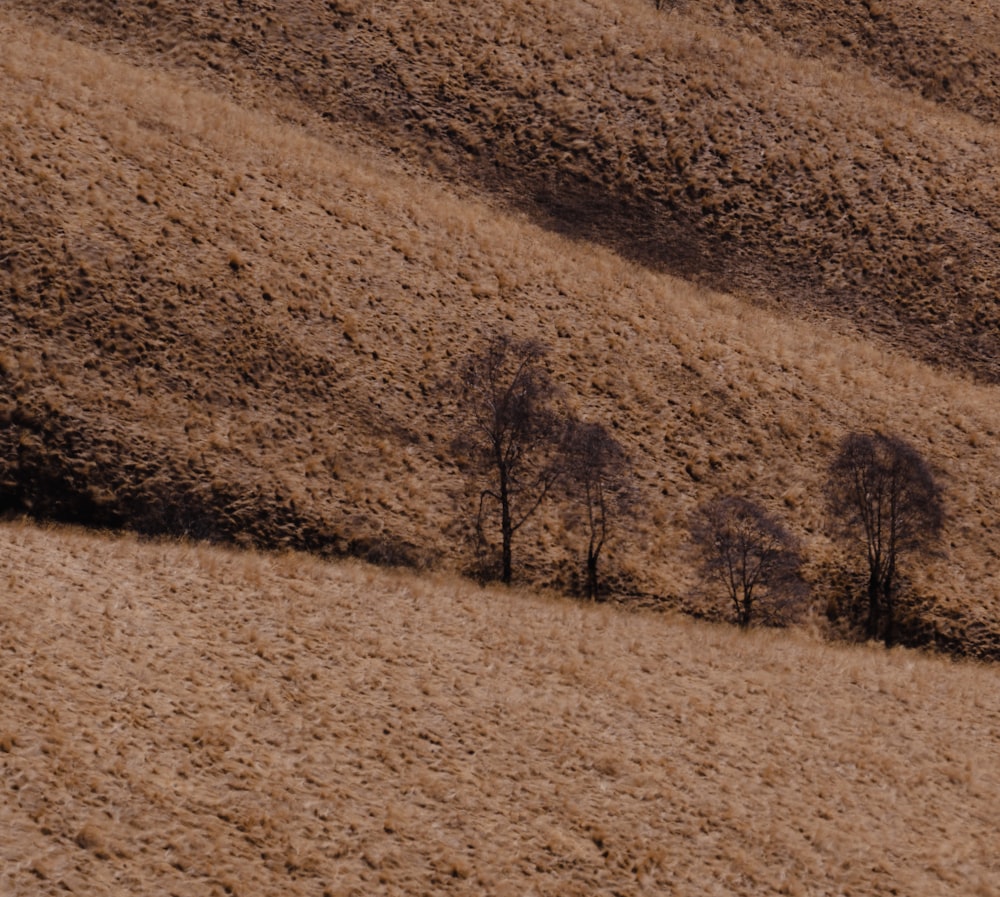 a herd of sheep grazing on top of a dry grass covered hillside