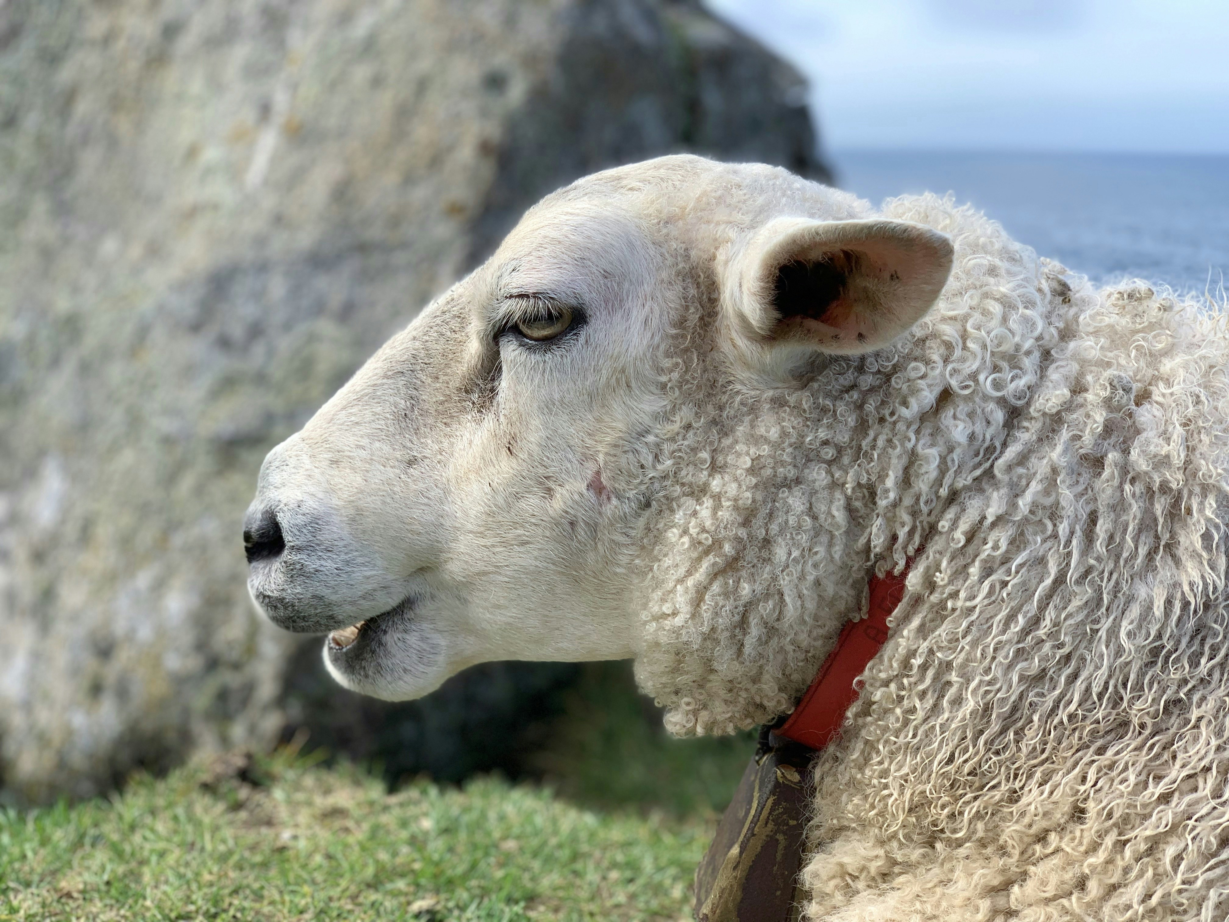 Gros plan d’un mouton avec un rocher en arrière-plan
