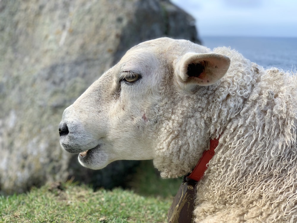 a close up of a sheep with a rock in the background