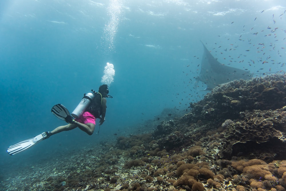 a woman scubas in the ocean with a large shark