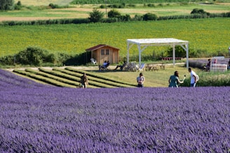 A vast field of blooming lavender with rows of purple flowers stretches across the foreground, while a few people casually walk and interact in the field. In the middle ground, a small wooden house and a white pergola provide shade, with a couple of people sitting nearby. The background features different fields, with varying shades of green, likely indicating different crops or grass.