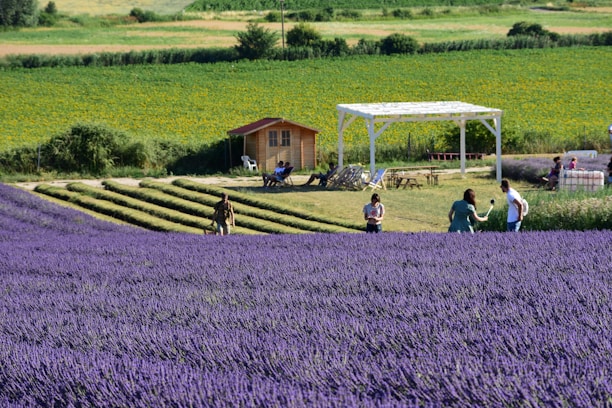 A vast field of blooming lavender with rows of purple flowers stretches across the foreground, while a few people casually walk and interact in the field. In the middle ground, a small wooden house and a white pergola provide shade, with a couple of people sitting nearby. The background features different fields, with varying shades of green, likely indicating different crops or grass.