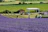 Sunlit lavender fields in Provence with a small group gathering for an outdoor workshop.
