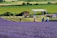 Sunlit lavender fields in Provence with a small group gathering for an outdoor workshop.