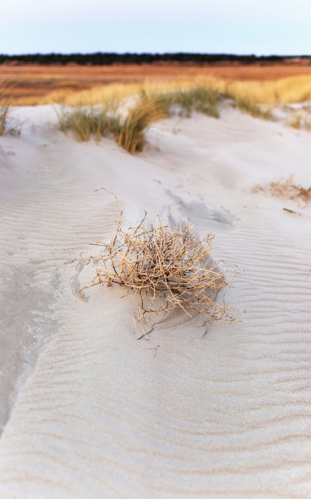 Ein Haufen Pflanzen, die im Sand sind