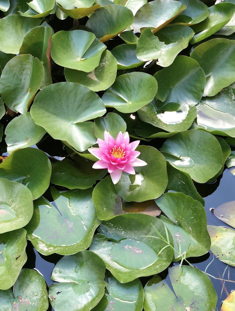 a pink water lily in a pond of water