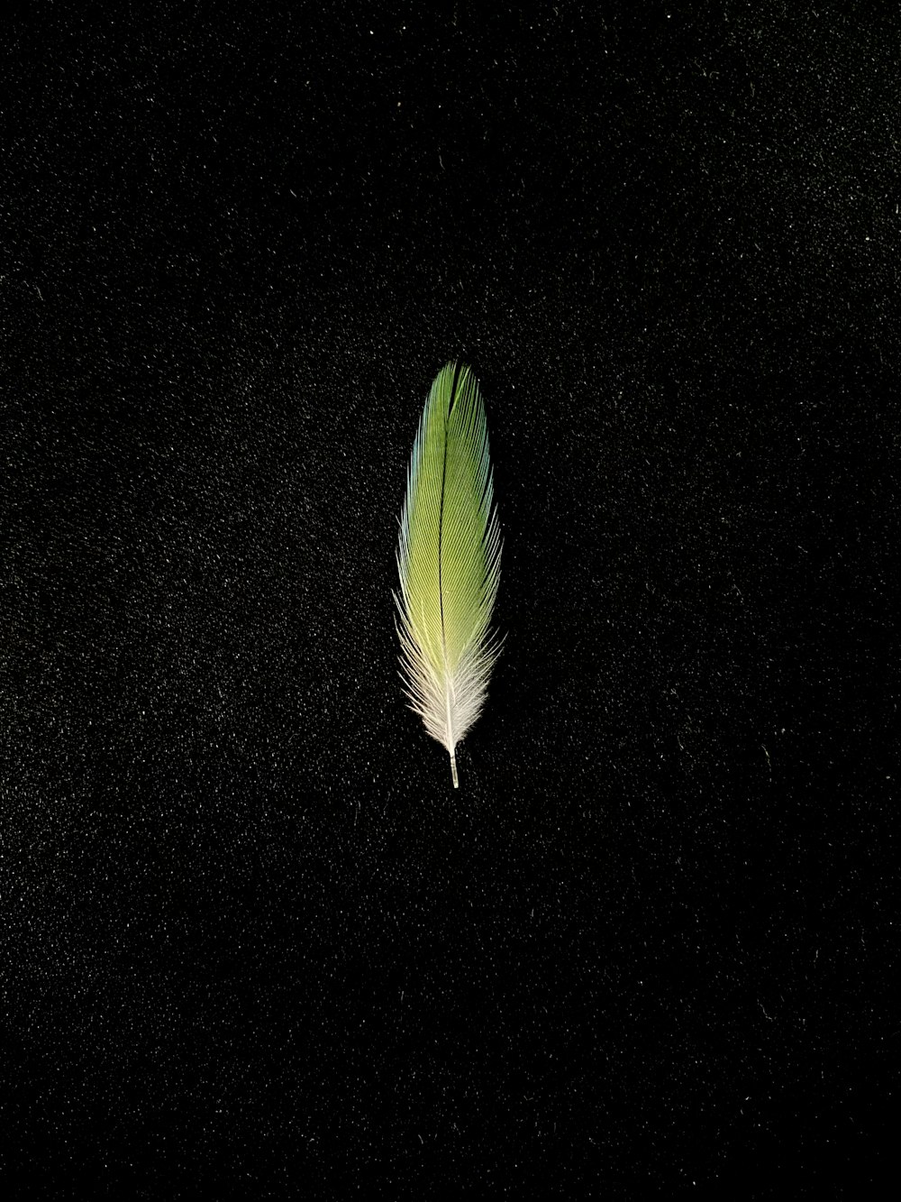 a green feather on a black background