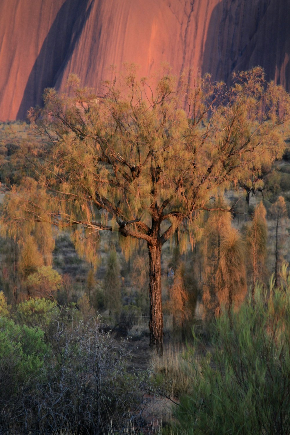 a tree in the foreground with a mountain in the background