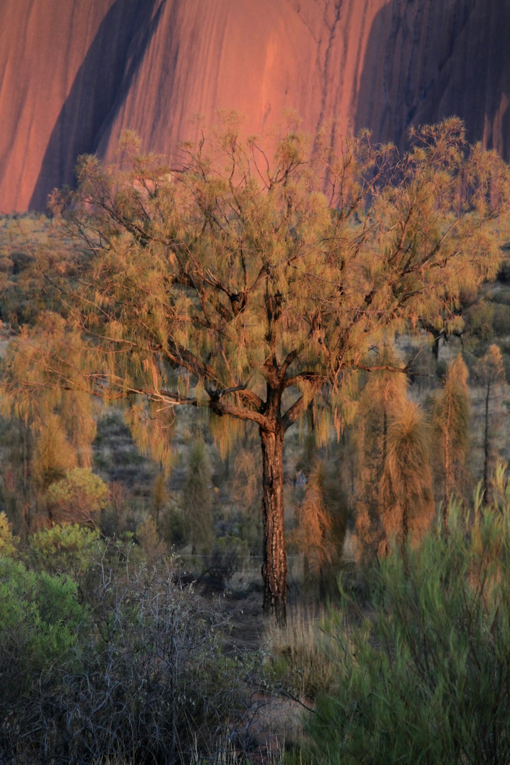 Un árbol en primer plano con una montaña al fondo