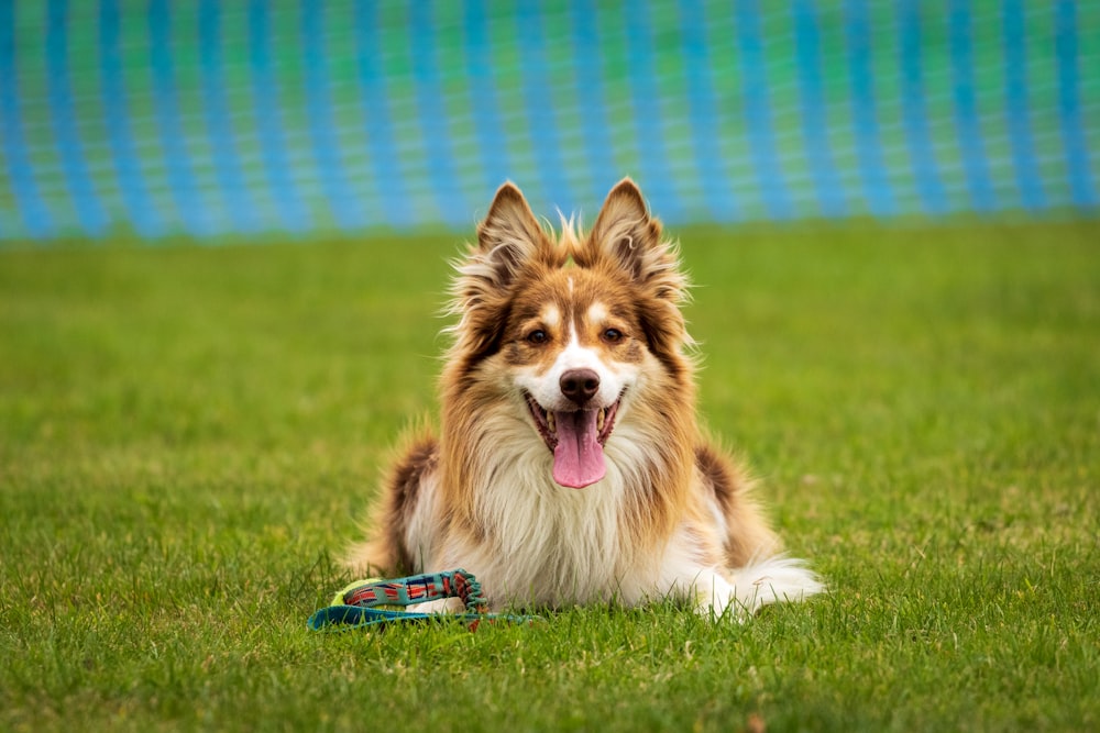 a brown and white dog laying on top of a lush green field