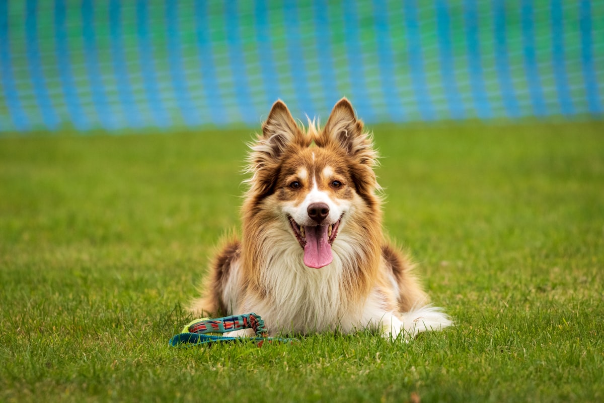 A puppy learning to sit during a training session