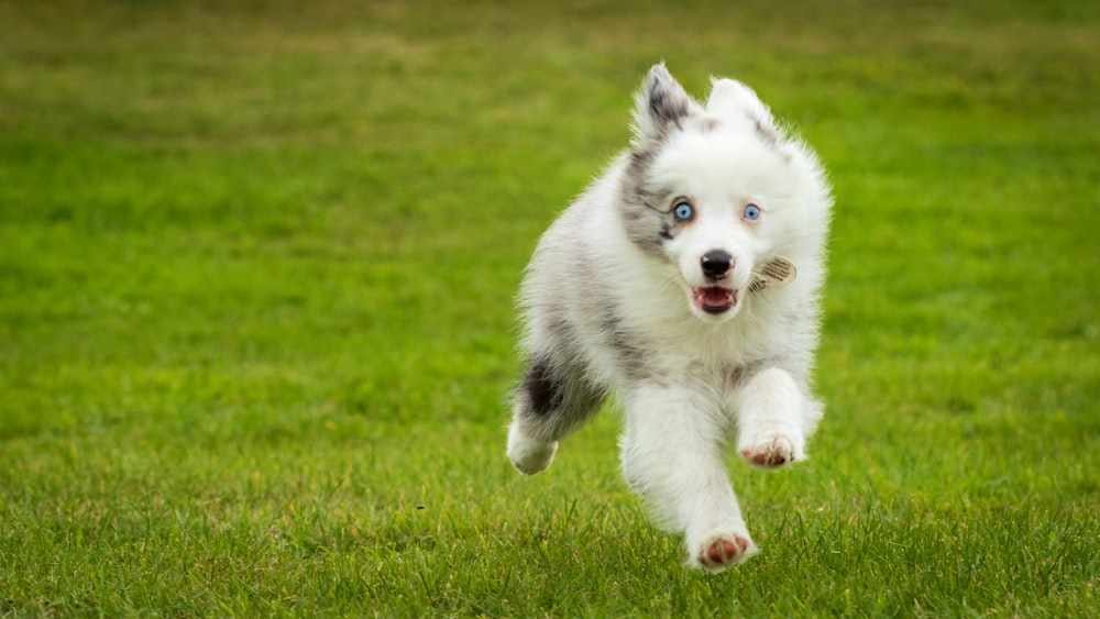 a white and gray dog running across a lush green field