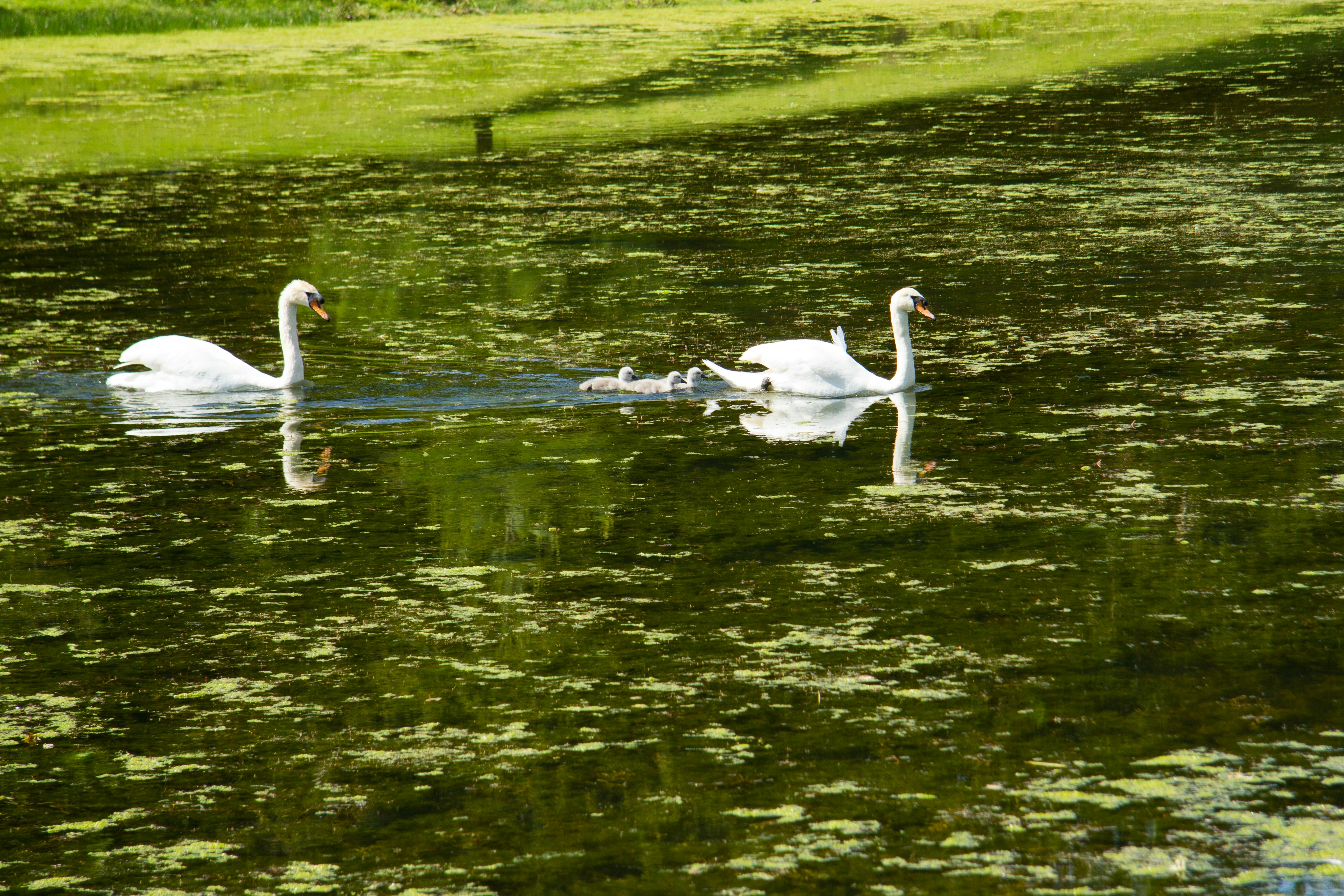 a group of swans swimming in a pond