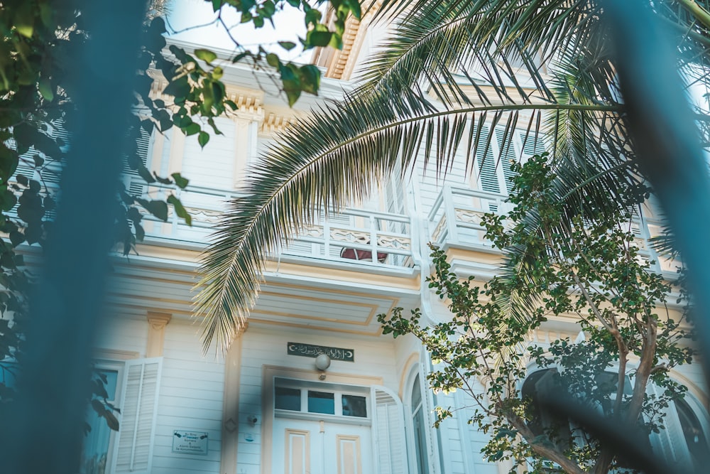 a white building with a palm tree in front of it