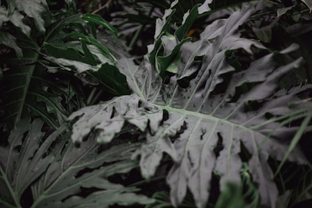 Leaves