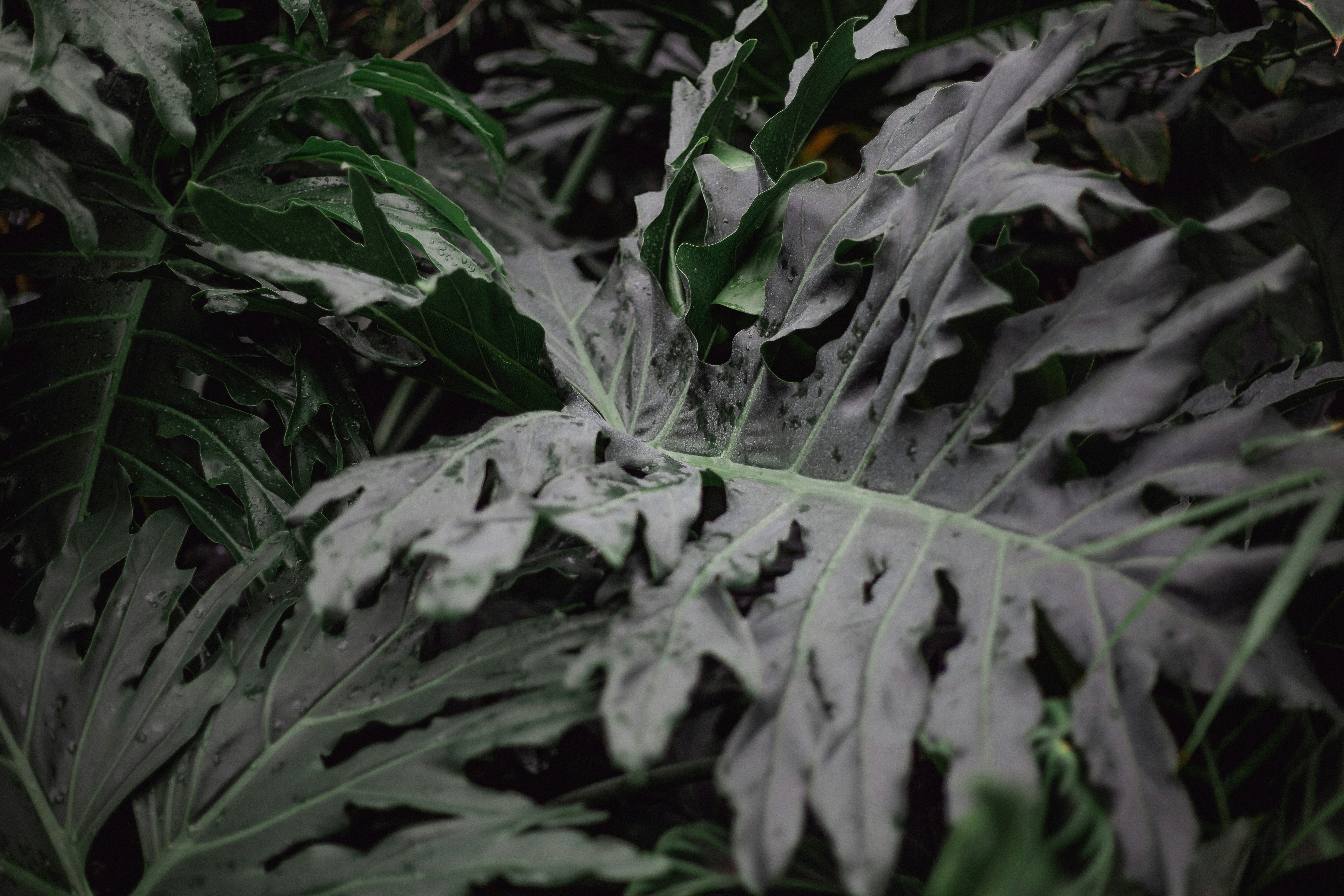 A close up of tropical plants inside the Temperate House at Kew Gardens, London.