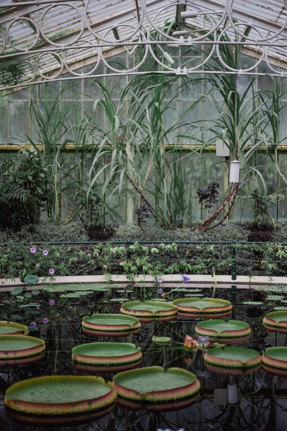 a greenhouse filled with lots of water lilies