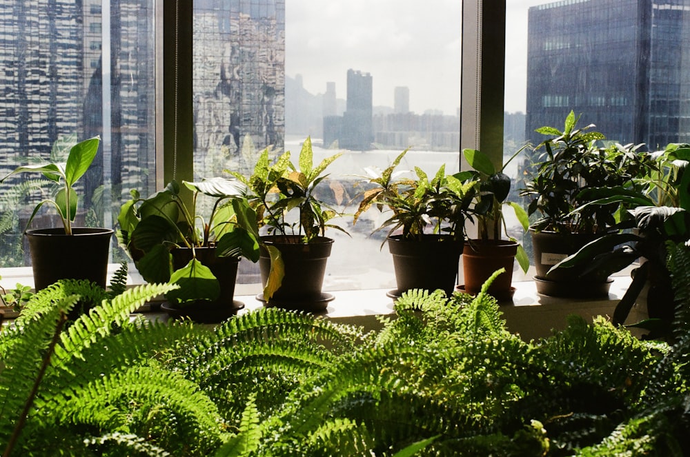 a group of potted plants sitting on top of a window sill