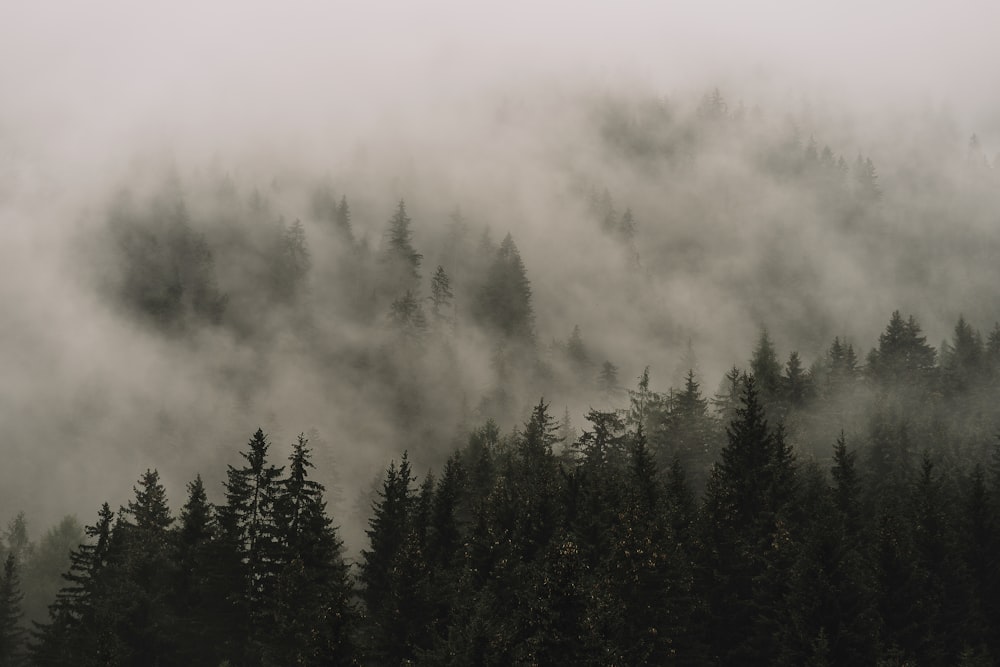 a foggy forest filled with lots of trees