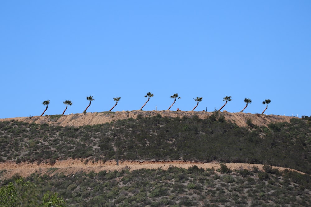 a group of palm trees on top of a hill