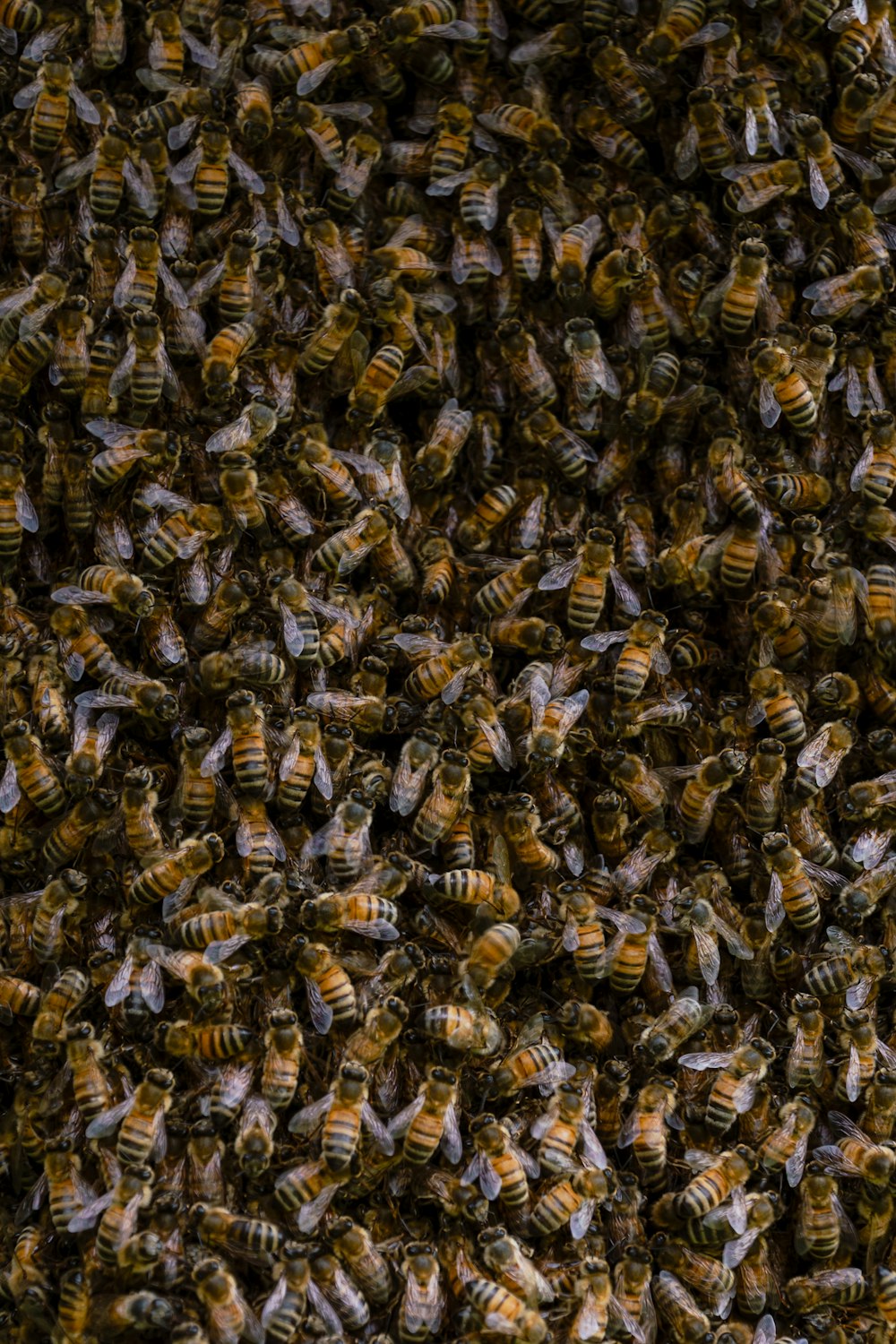 a bunch of bees that are standing in the dirt