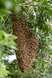 a swarm of bees hanging from a tree
