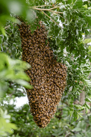 a swarm of bees hanging from a tree