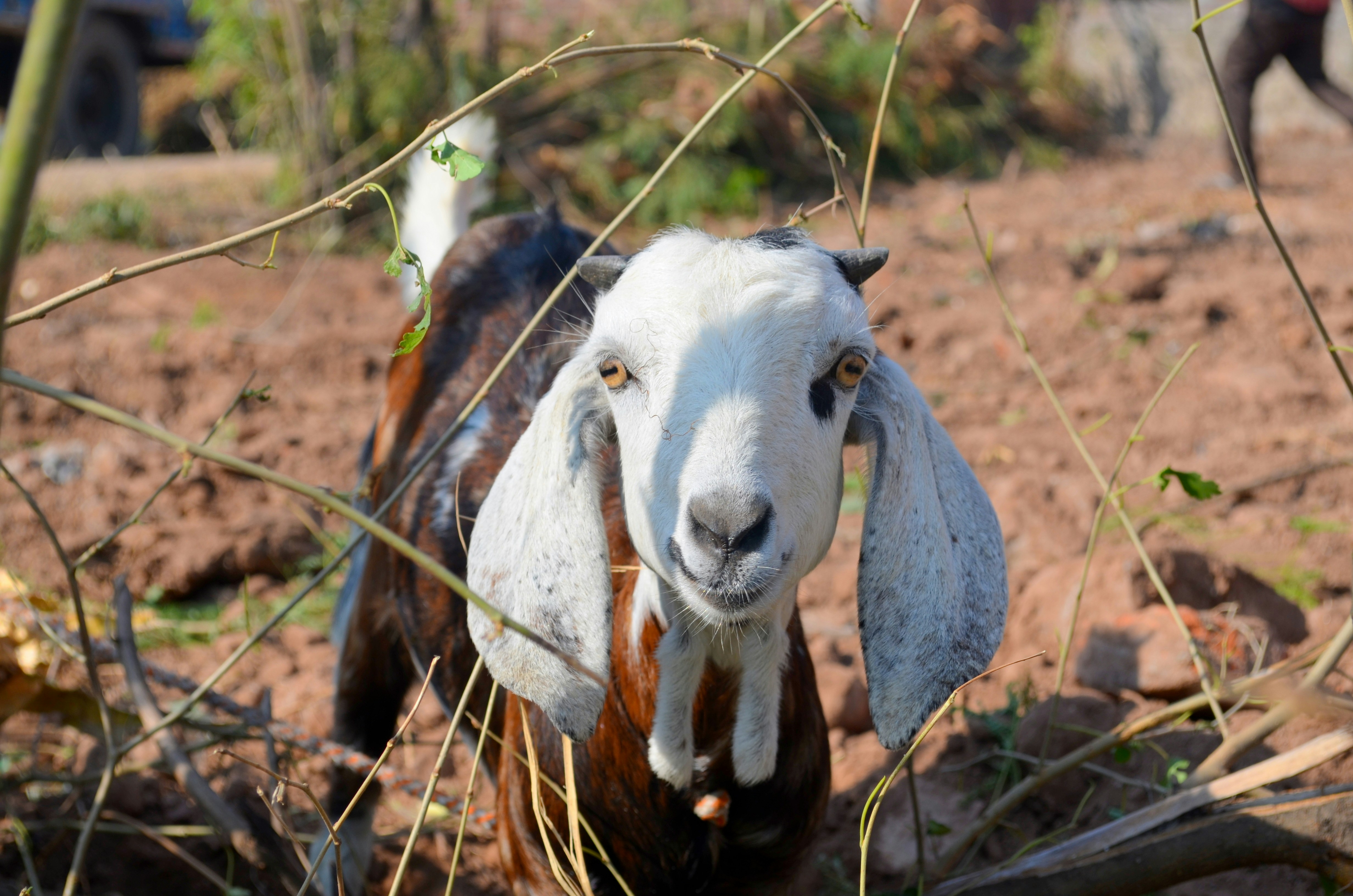 a goat standing in the middle of a field, 