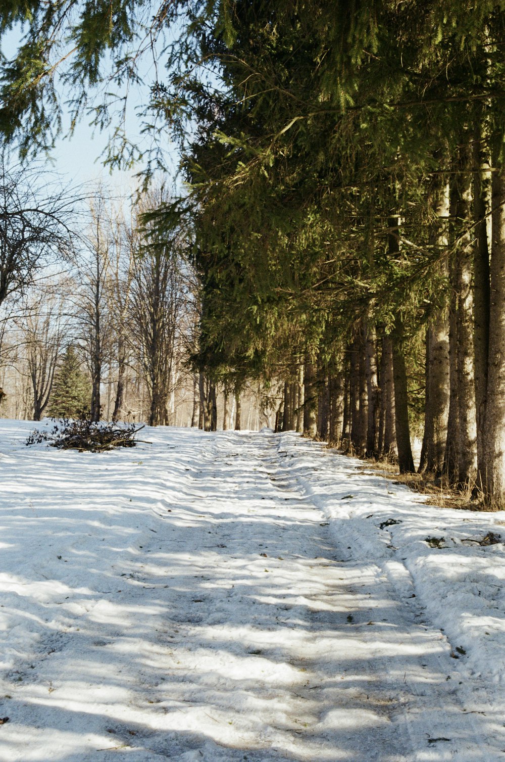 a snow covered path in the middle of a forest