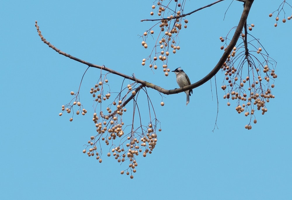 a small bird sitting on a branch of a tree