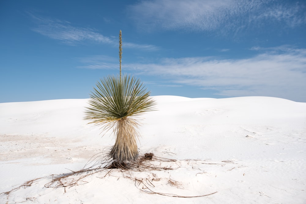 a lone plant is growing out of the snow