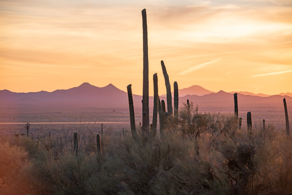 the sun is setting over a desert landscape