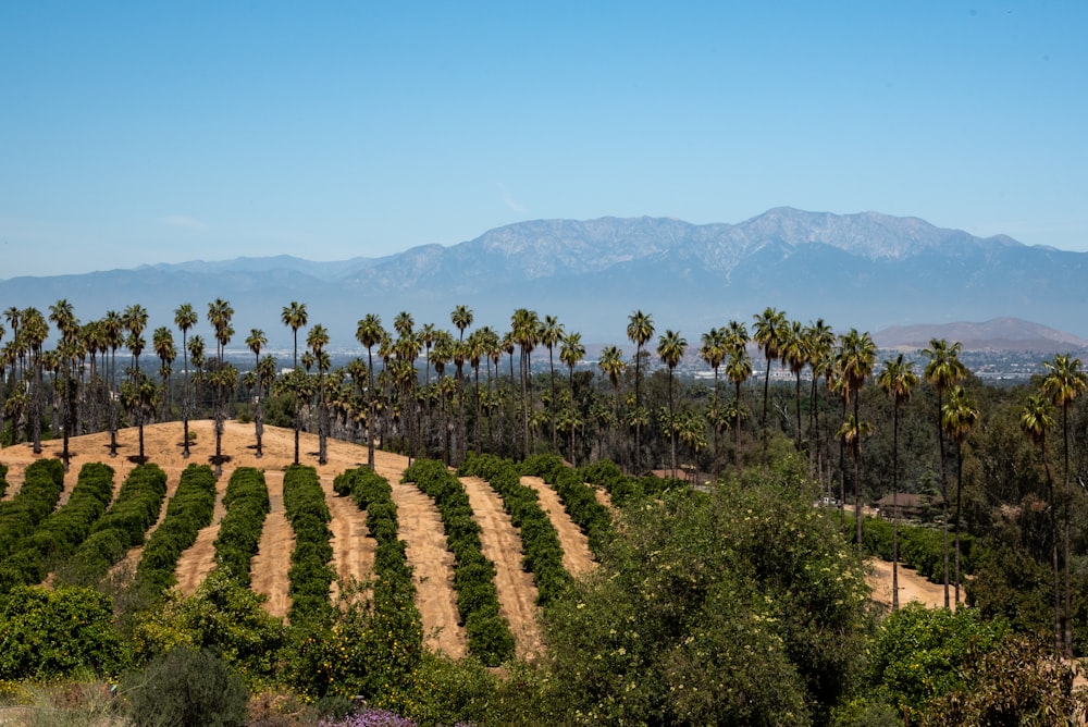 a field with palm trees and mountains in the background