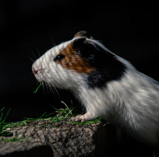 a close up of a guinea pig eating grass