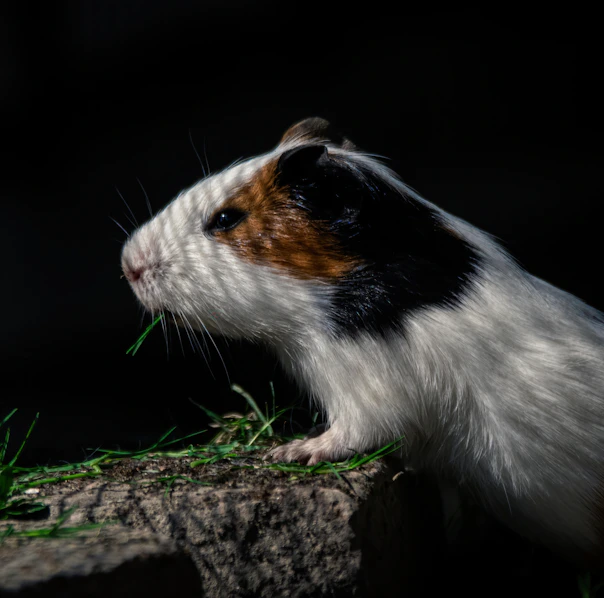 a close up of a guinea pig eating grass