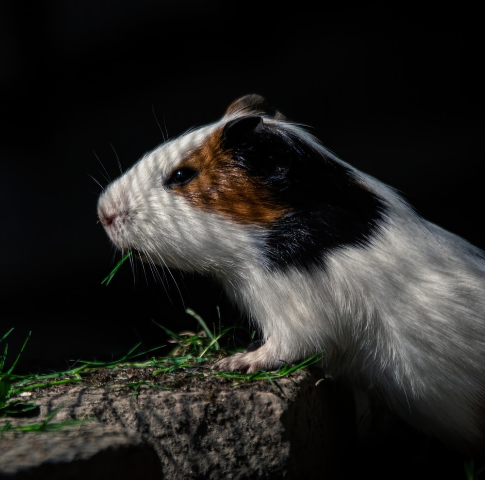 a close up of a guinea pig eating grass