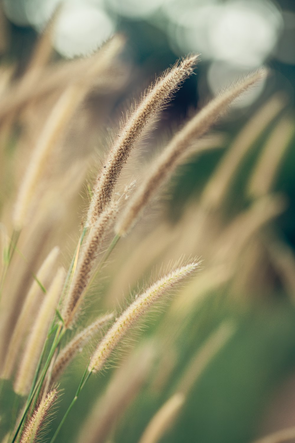 a close up of a grass plant with blurry background