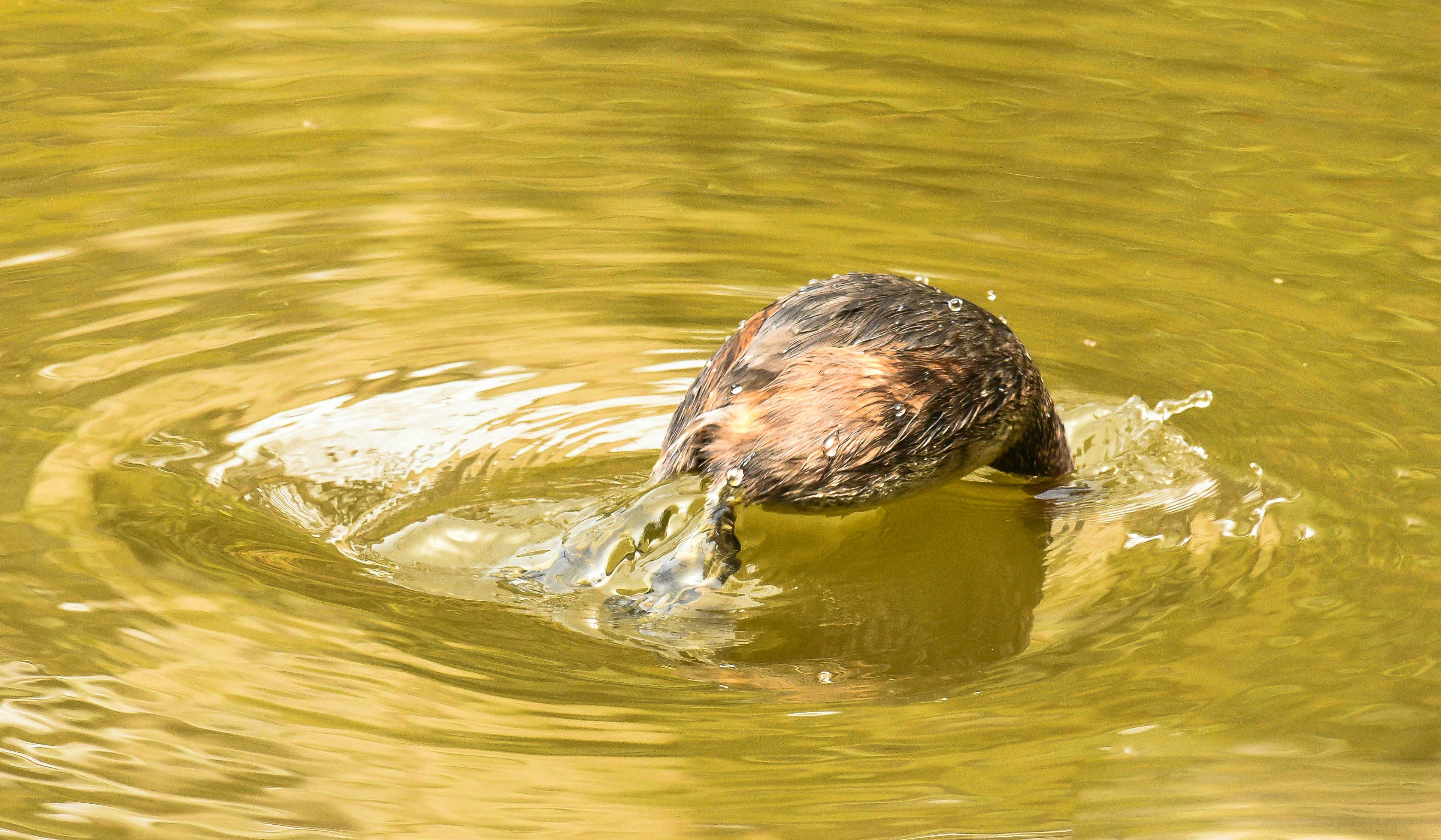 Photo by rahuldeshmukh18